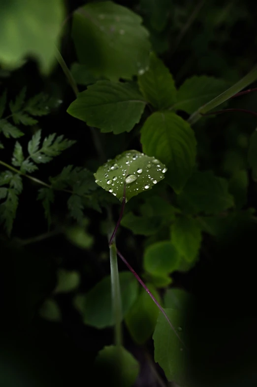 water droplet on green leaves during the daytime