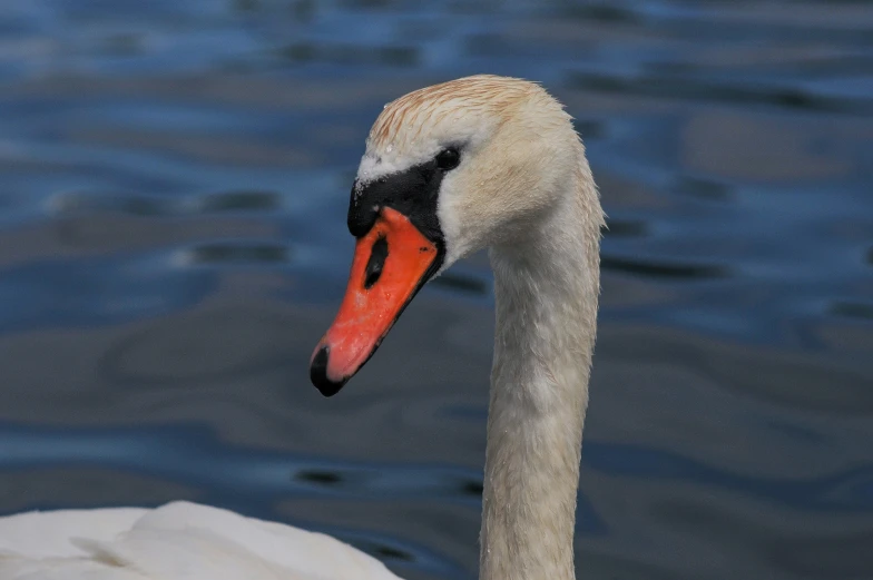 a swan with orange beak stands on some water