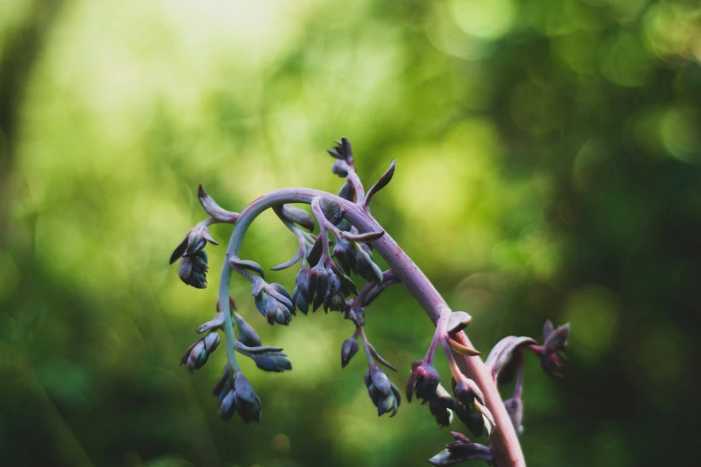 small buds on a plant with other flowers