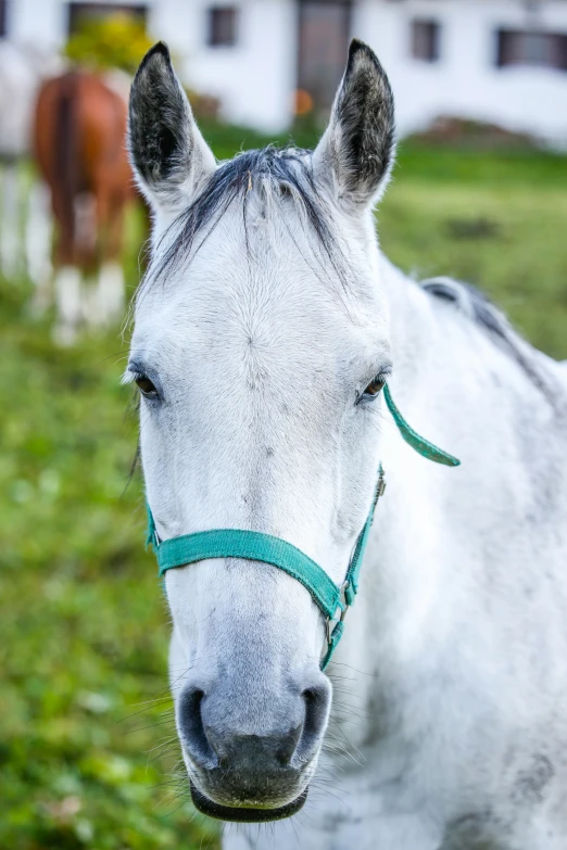 a white horse with black mane and green bridle looking over shoulder at camera