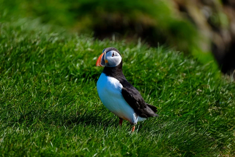 a black and white bird in the grass looking around