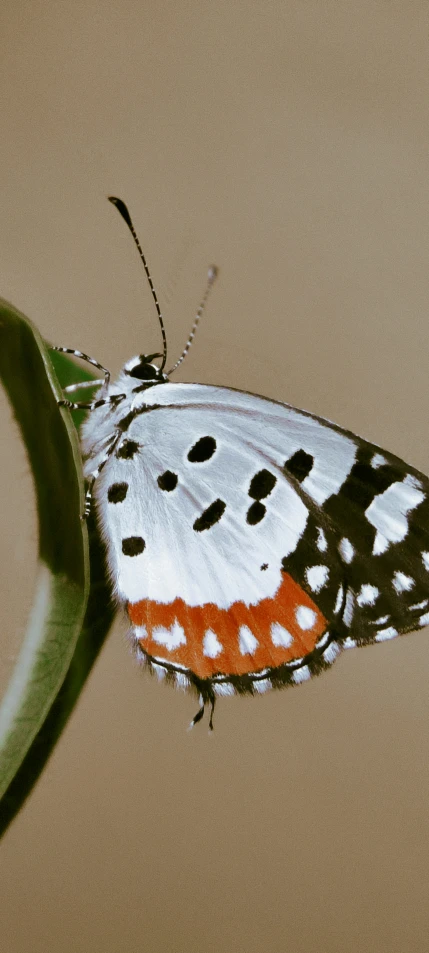 a erfly with red and white spots sitting on a plant