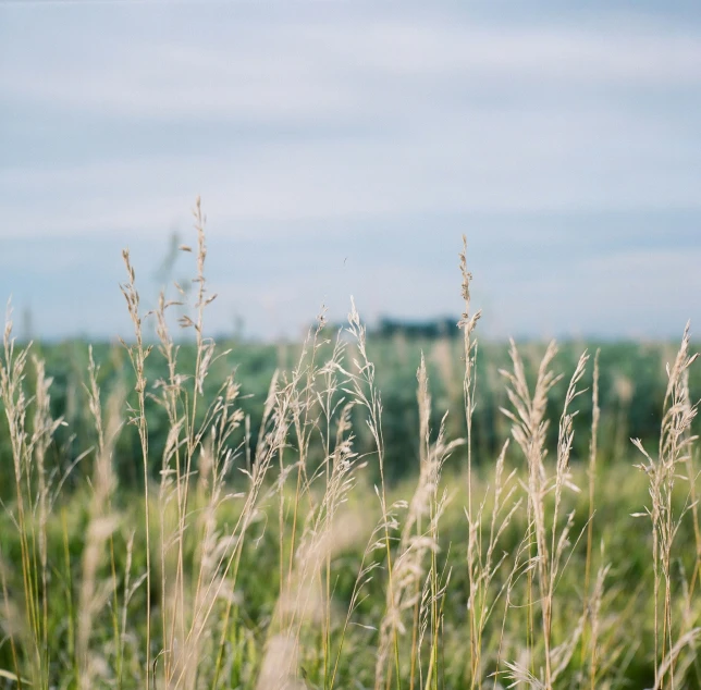 tall grass blowing in the wind with green fields