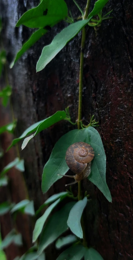 a snail sitting on top of green leaves on a tree