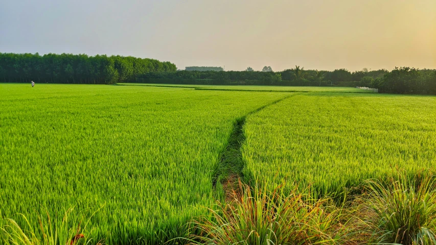 the view out to the field of grass