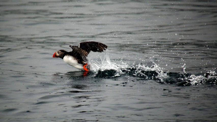 an orange beaked duck flapping out of the water