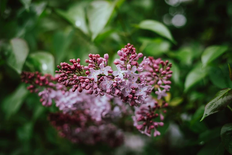 some purple flowers that are growing on a bush