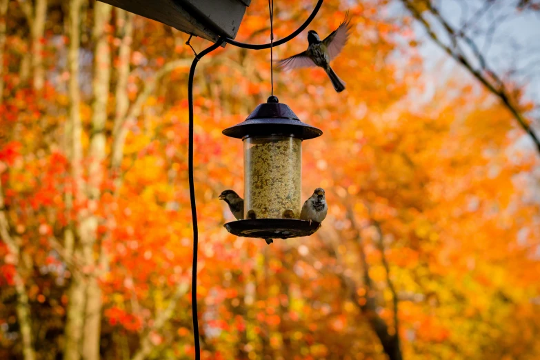 a bird feeder hanging from a wire with a tree background