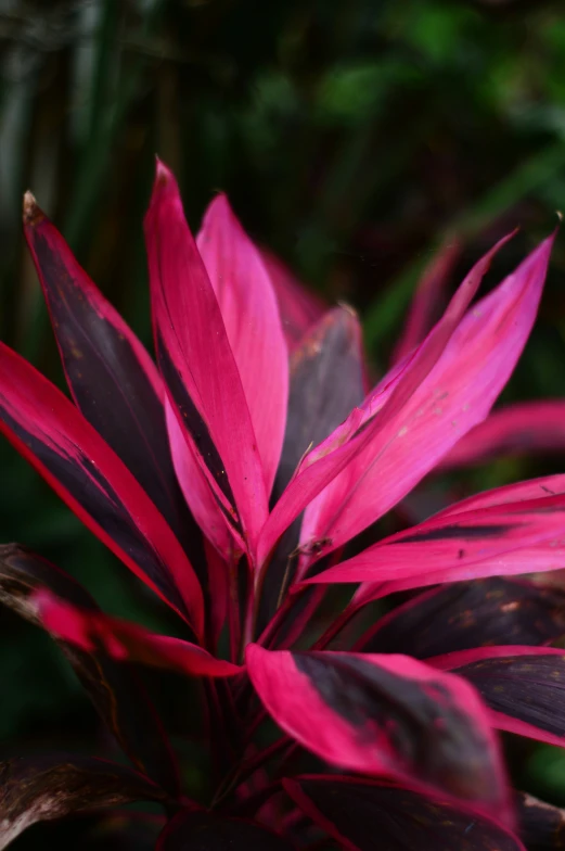 a colorful plant is displayed in the sunlight