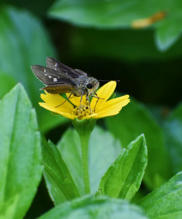 there is a insect that is on a flower