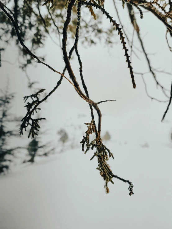 a snow covered ground with small nches hanging from it