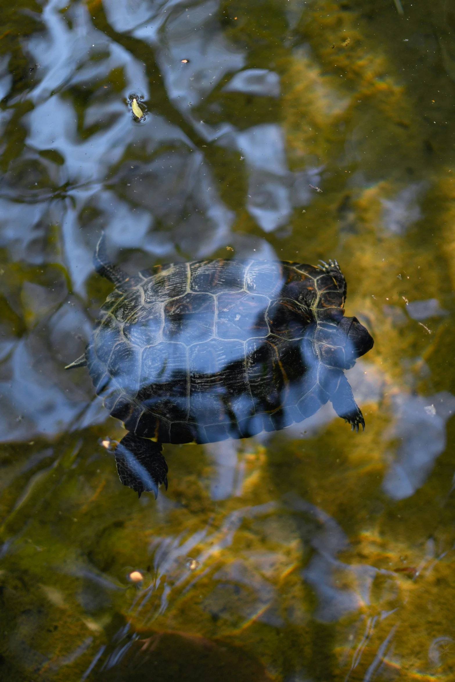 a turtle swimming in the water near the surface