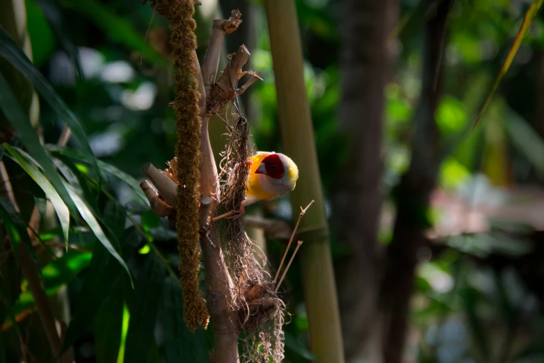 there is a bird perched on the top of a tree