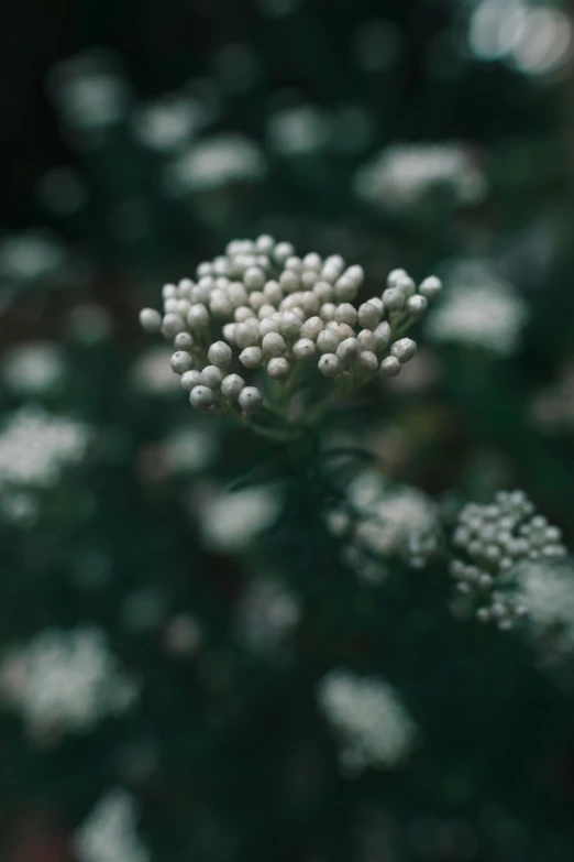 the white flower is very small and blooming