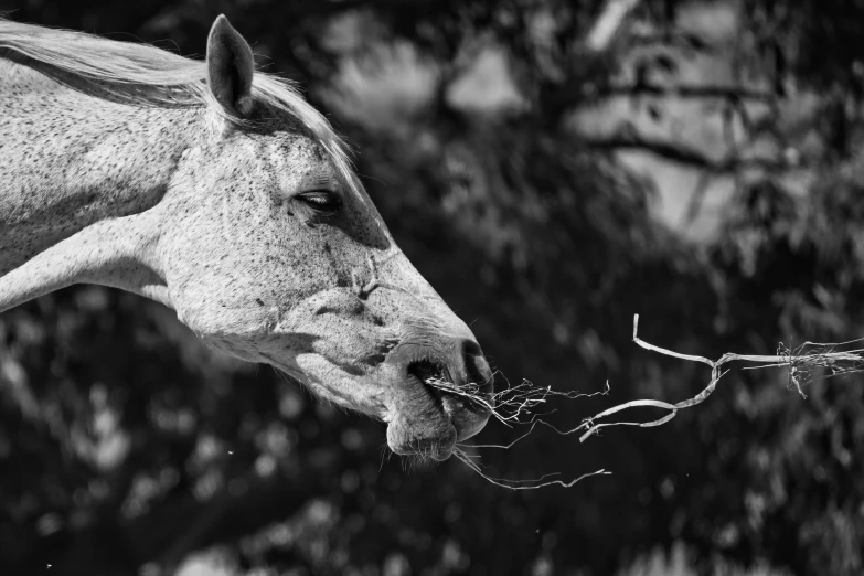 a horse chewing on a twig with its head