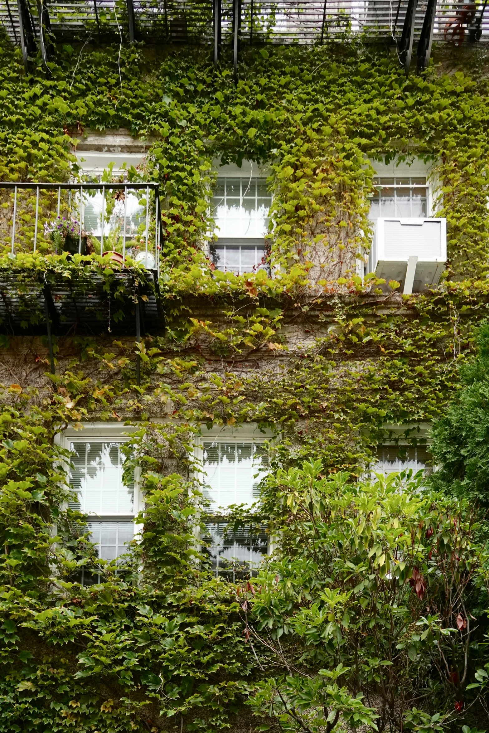 the windows of an apartment building covered in vines