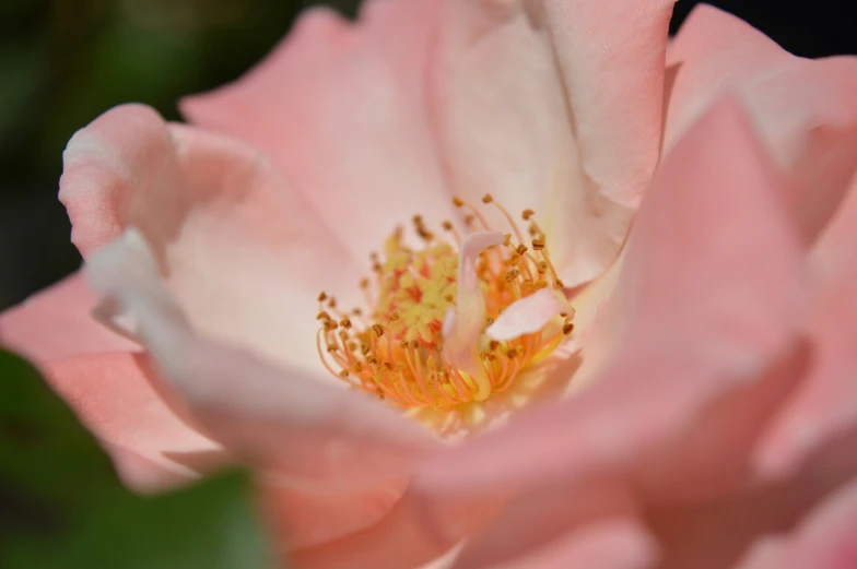 a pink flower with yellow stamens inside of it