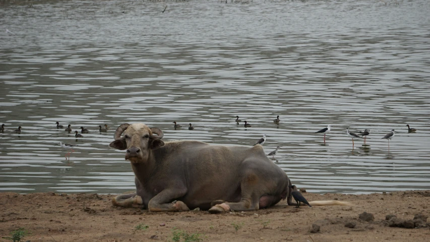 a bull sitting on the sand near water with a lot of birds