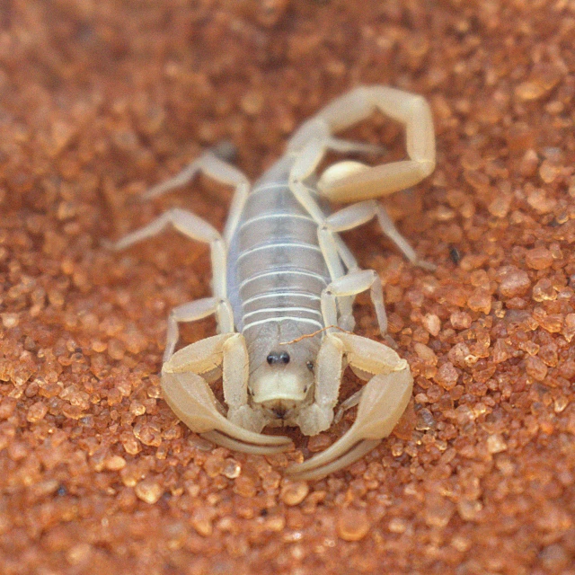 the small scorpion is standing on a dirt ground