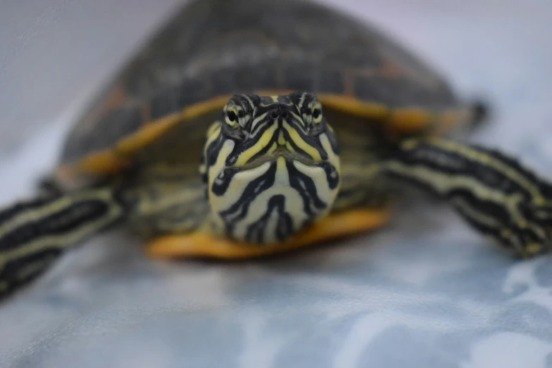 a turtle's head and shell looking out from inside its shell