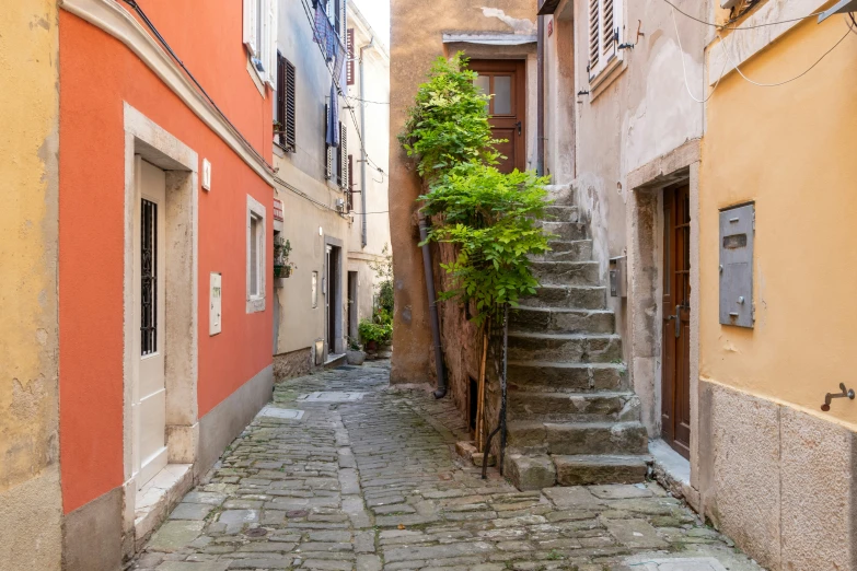 narrow cobblestone alley with stone steps and green plant