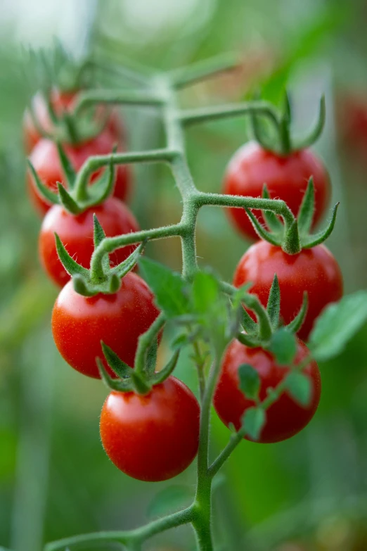 a bunch of tomatoes that are on a plant