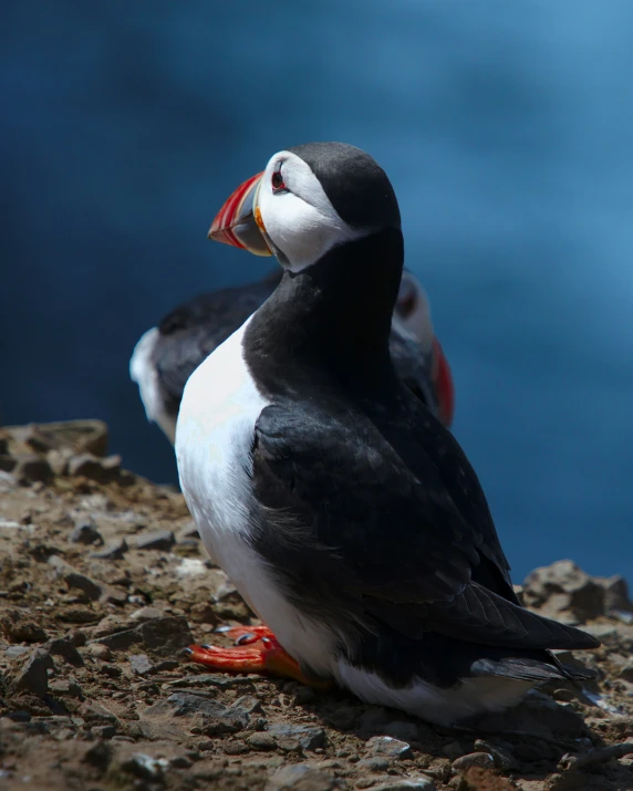 two small black and white birds sit on a rock