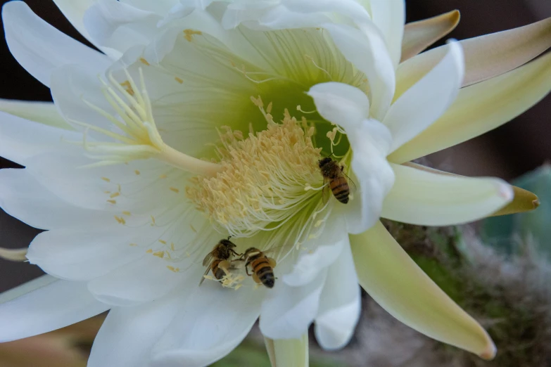 the bees are busy working on the white flower