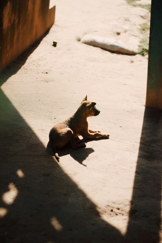 a dog sitting in the sun on concrete