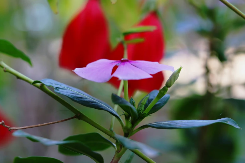 red and pink flowers on a tree nch in the sunlight