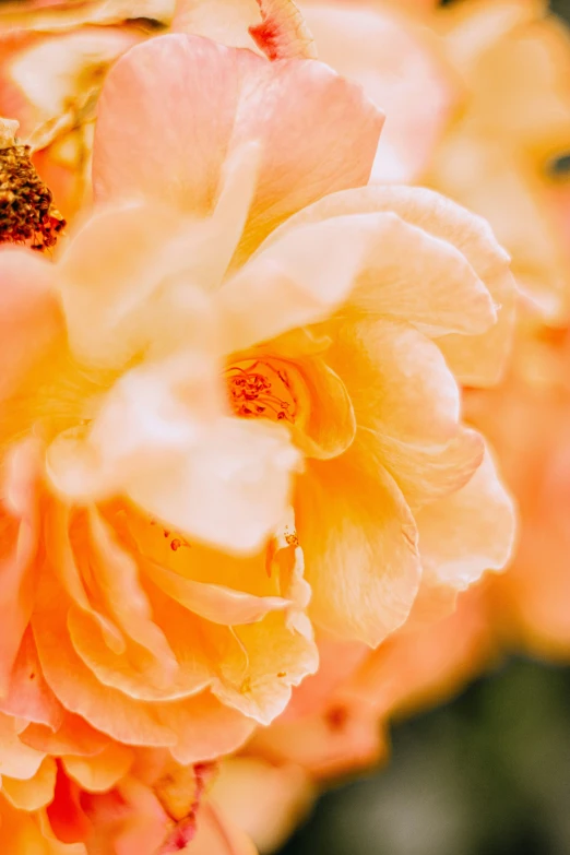 the yellow flowers are blooming in the bush