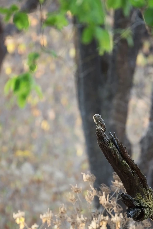 the nch of a tree has been cut down by a wood stick