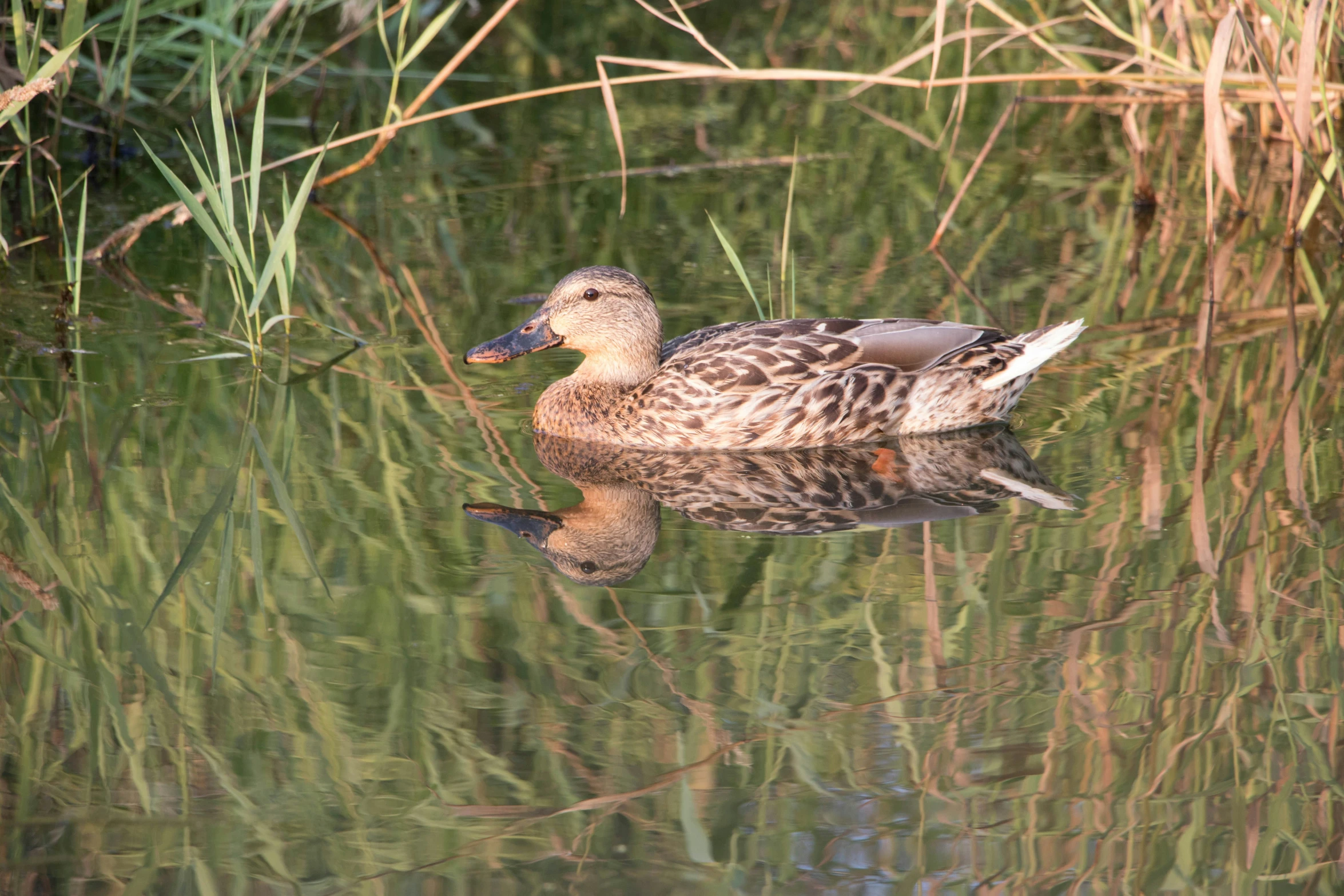 a brown duck sitting on top of a lake near green reeds