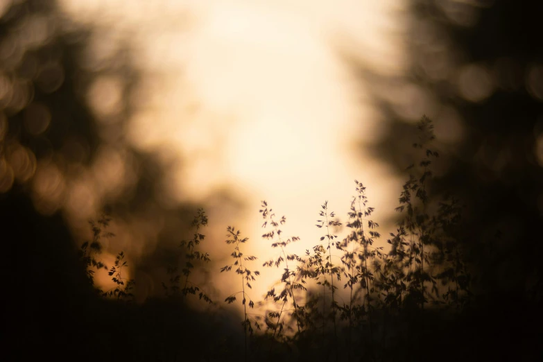 tall weeds sitting next to each other under the sun