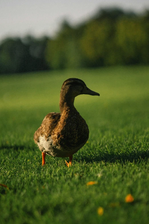 a duck standing on top of a lush green field
