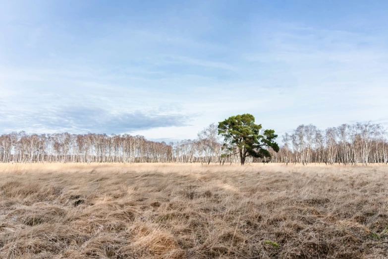 trees in the middle of a field that looks empty