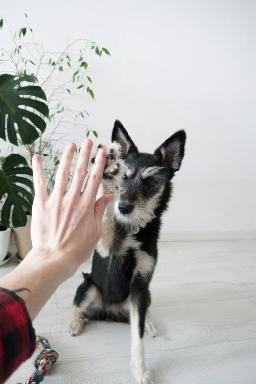 a little black and white dog sitting next to a human's hand