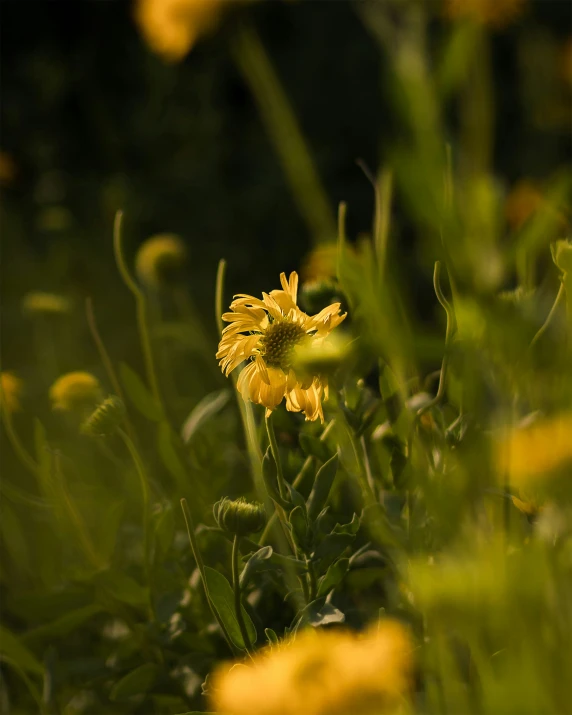 yellow flowers and other green plants in a park