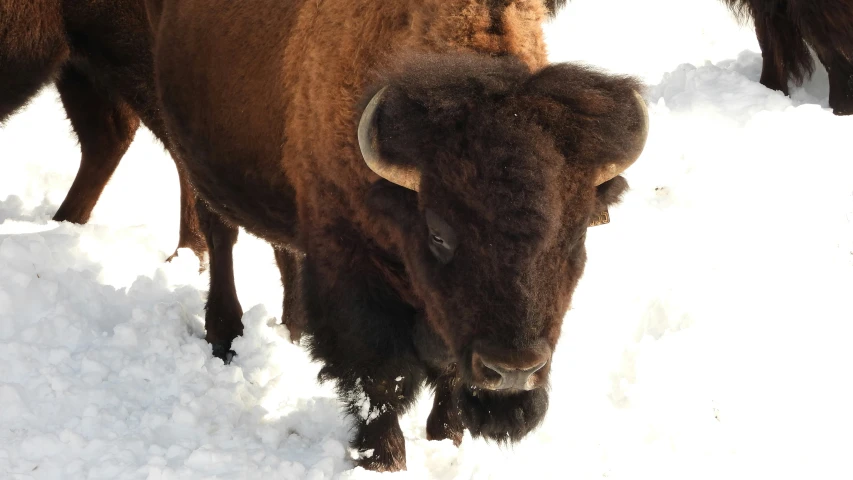 an adult bison with snow all around it and it's head looking ahead
