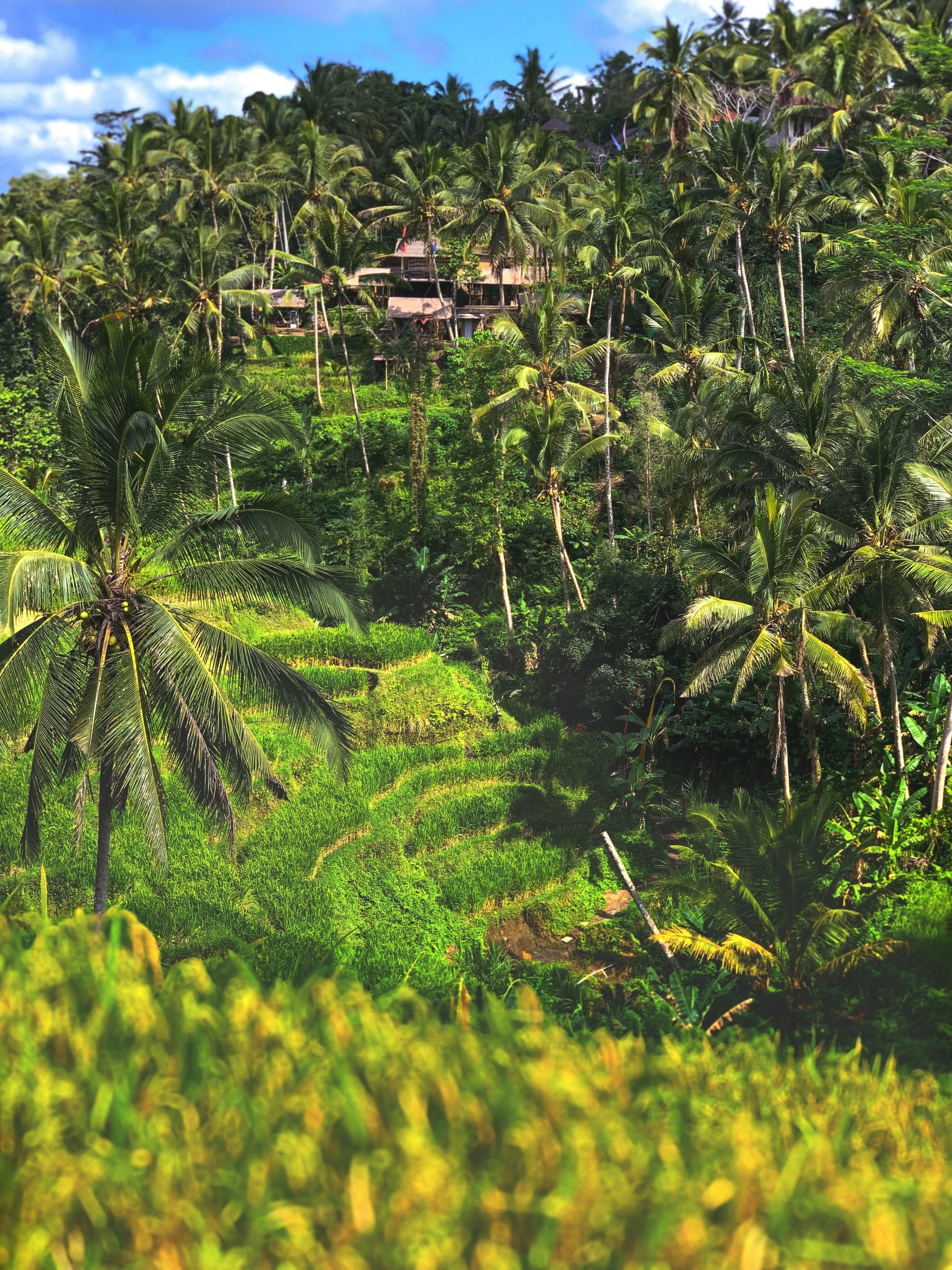 a view of the jungle with houses perched on the hillside