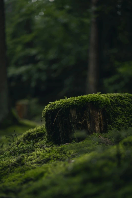 green moss is growing on the rock in a dark forest