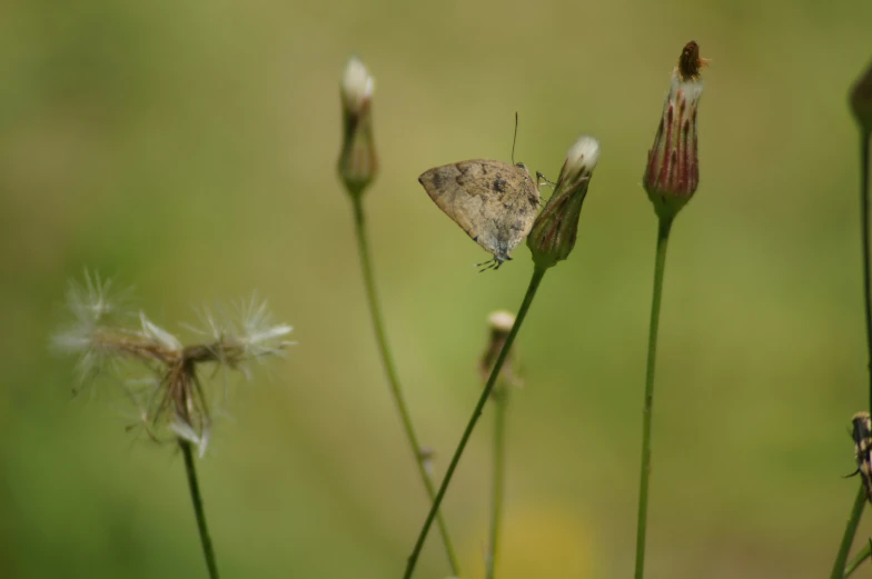 a close up view of a flower and its flying insects