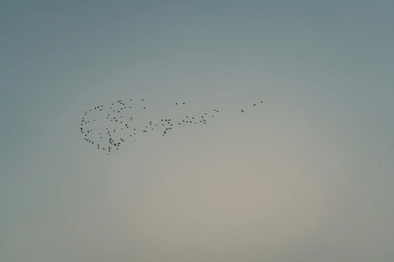 a flock of birds is flying in a gray sky