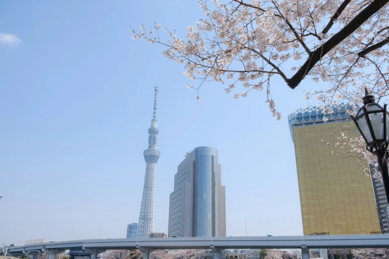 cherry blossoms bloom in front of the city skyline