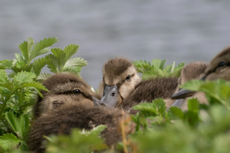 two baby birds in the brush with leaves near the water