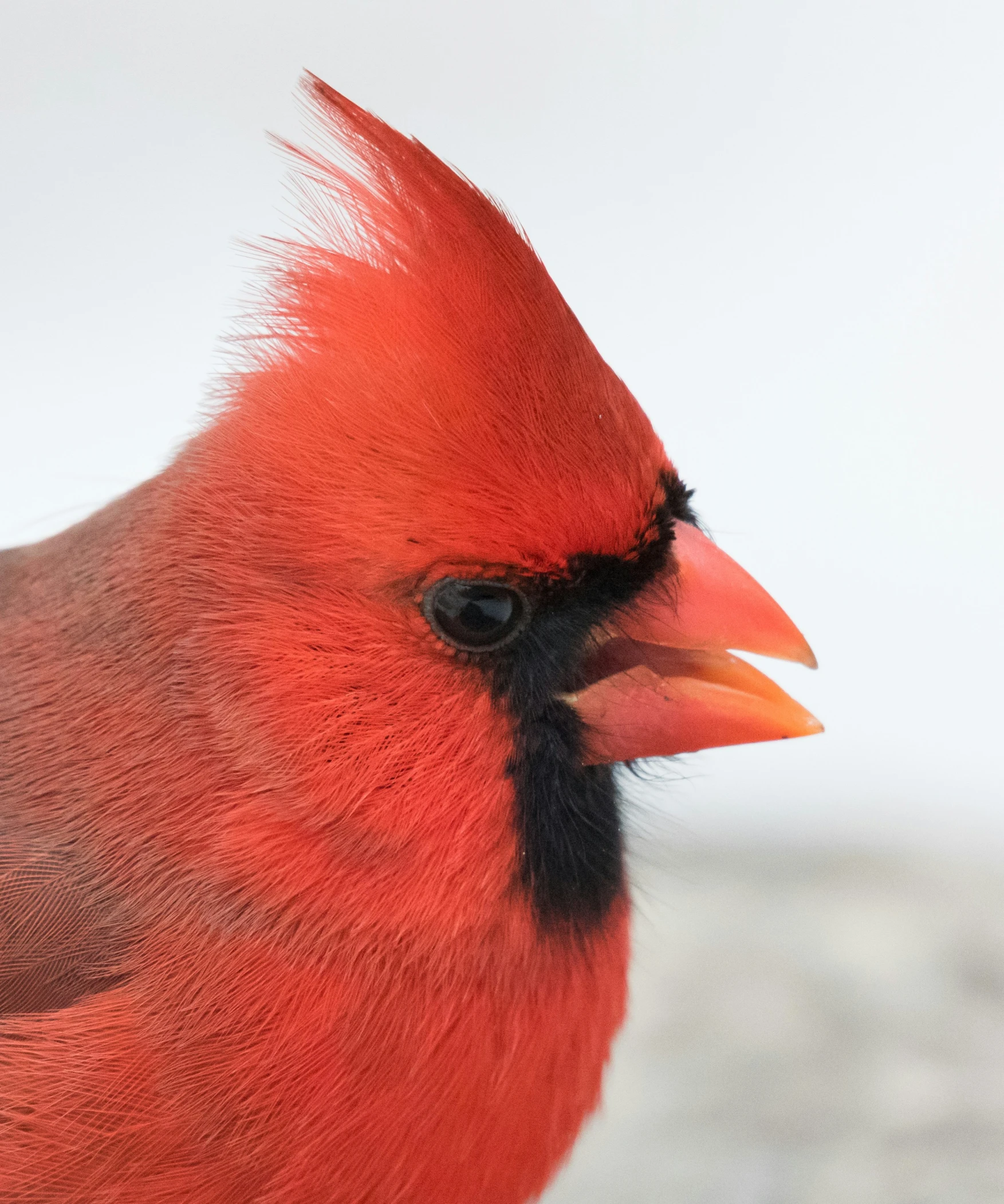 the head and beak of a red bird with black feathers