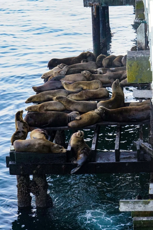 a group of sea lions sleeping on top of each other