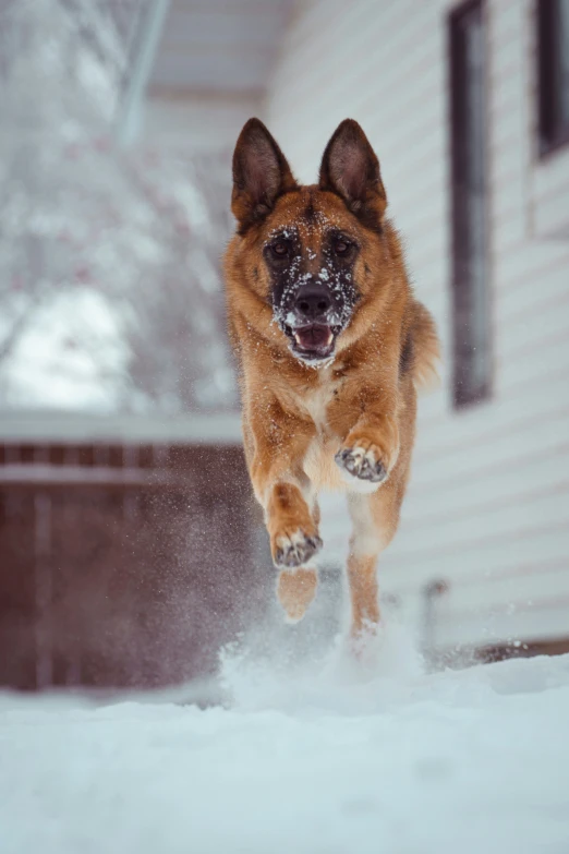 dog running in snow on a snowy day