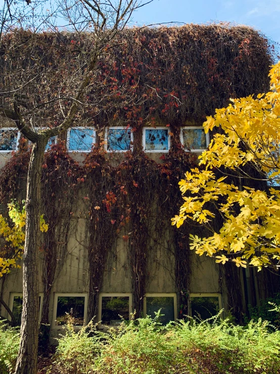 a building is covered in vines and trees