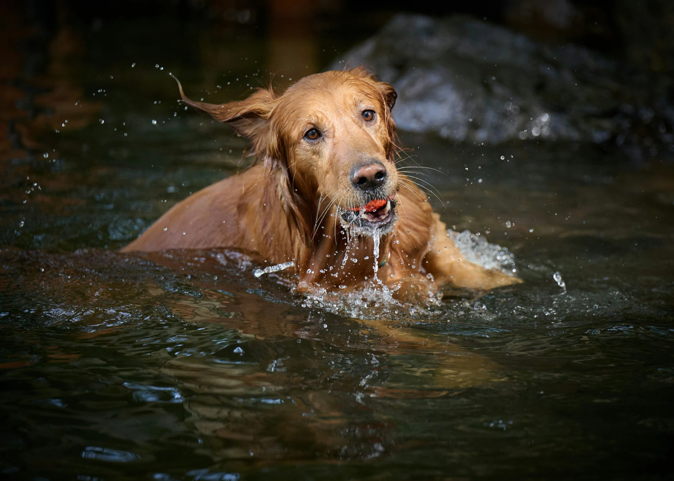 a close up of a dog in water near rocks